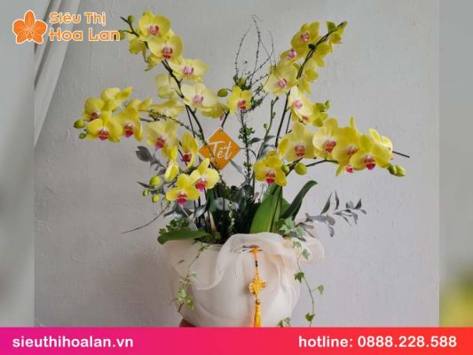 Chậu lan hồ điệp vàng 5 cành có ý nghĩa gì? chau lan ho diep vang 5 canh 3