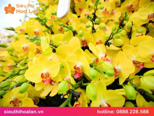 Giá lan hồ điệp vàng bao nhiêu? gia lan ho diep vang 2