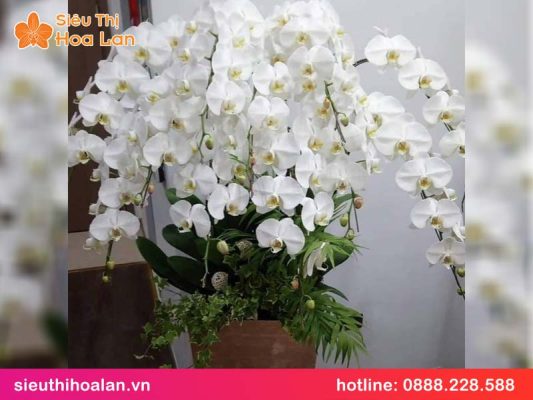Hồ điệp trắng V3: ý nghĩa & cách chọn lan đúng chuẩn ho diep trang v3 1