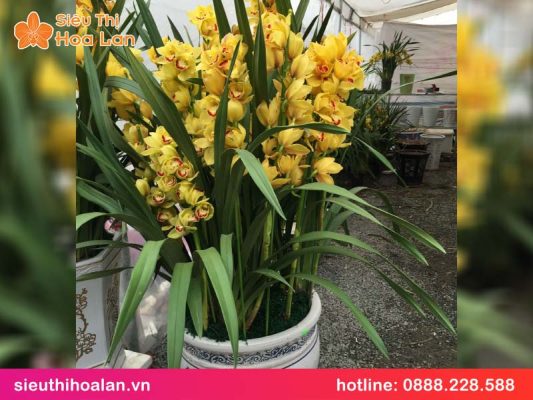 Hoa lan hồ điệp màu vàng giá bao nhiêu? hoa lan ho diep mau vang gia bao nhieu 3