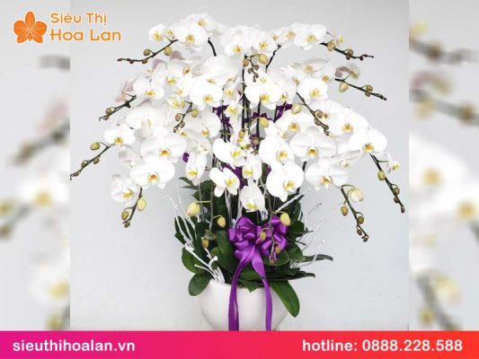 Hoa lan hồ điệp trắng mua ở đâu chất lượng? hoa lan ho diep trang 2