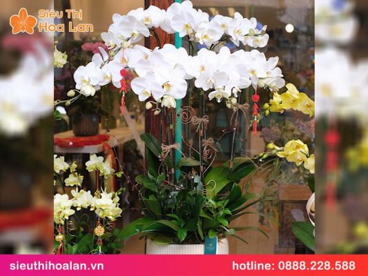 Hoa lan hồ điệp trắng có ý nghĩa gì? hoa lan ho diep trang co y nghia gi 3