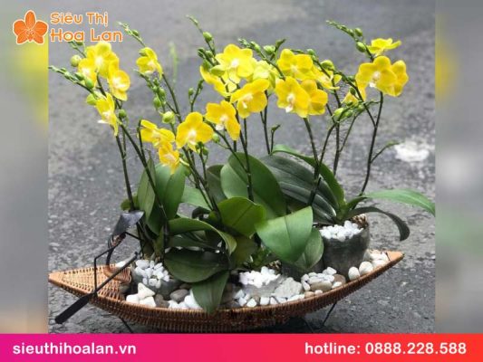Lan hồ điệp mini màu vàng chanh: ý nghĩa & cách chăm sóc lan ho diep mini mau vang chanh 2