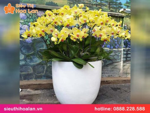 lan ho diep vang cong chua 2