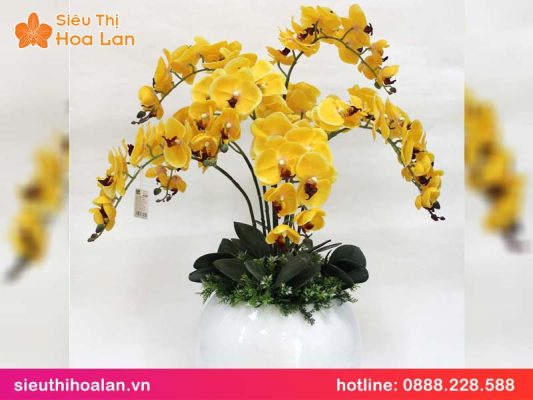 Lan hồ điệp vàng hoàng kim mua ở đâu chất lượng? lan ho diep vang hoang kim 3