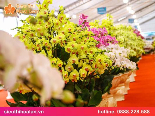 Lan hồ điệp vàng kim giáp: đặc điểm & ý nghĩa lan ho diep vang kim giap 2