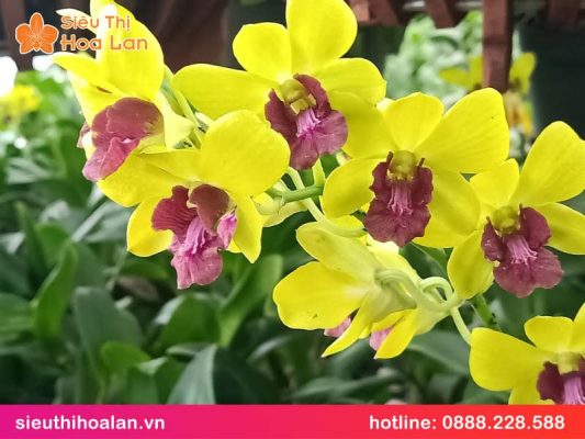 Lan hồ điệp vàng lưỡi đỏ: ý nghĩa & cách chăm sóc lan ho diep vang luoi do 1