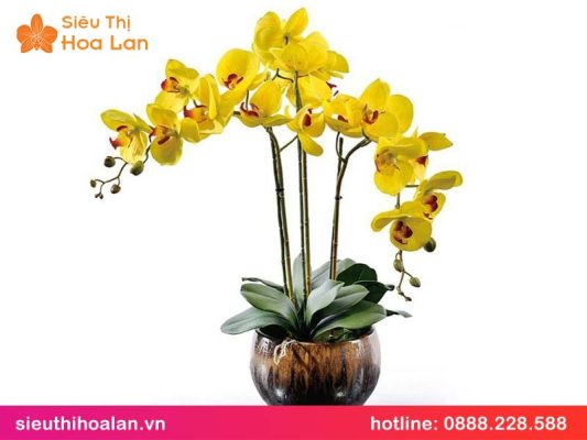 Lan hồ điệp vàng lưỡi tím: ý nghĩa & cách chăm sóc lan ho diep vang luoi tim 3
