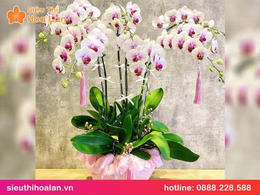 Ý nghĩa hoa lan hồ điệp màu trắng y nghia hoa lan ho diep mau trang 3