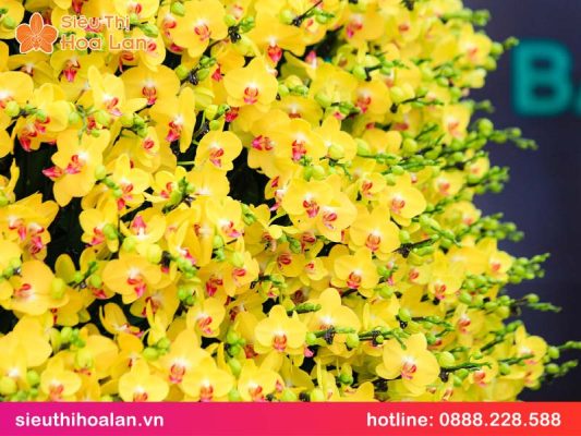 Ý nghĩa hoa lan hồ điệp màu vàng không phải ai cũng biết y nghia hoa lan ho diep mau vang 3