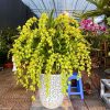 Chậu hoa địa lan Hoàng Quý Phi