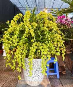 Chậu hoa địa lan Hoàng Quý Phi