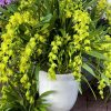 Chậu hoa địa lan hoàng quý phi trang trí nội thất