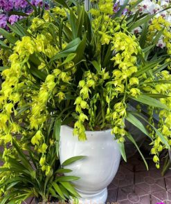 Chậu hoa địa lan hoàng quý phi trang trí nội thất