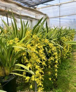 Cửa hàng bán địa lan cong hoàng quý phi tại Hà Nội