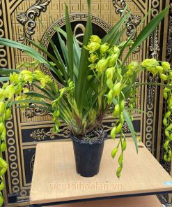 Đặc điểm cây hoa lan hoàng quý phi