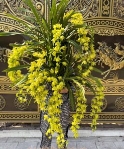 Hoa lan hoàng quý phi sở hữu vẻ đệp sang trọng, quý phái