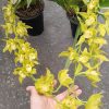 Hướng dẫn cách chăm soc lan hoàng quý phi ra hoa đẹp