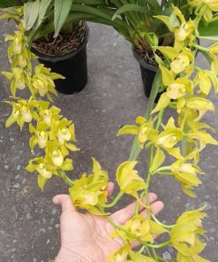 Hướng dẫn cách chăm soc lan hoàng quý phi ra hoa đẹp