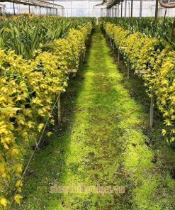 Nơi bán sỉ địa lan Hoàng Qúy Phi giá rẻ tại Hà Nội