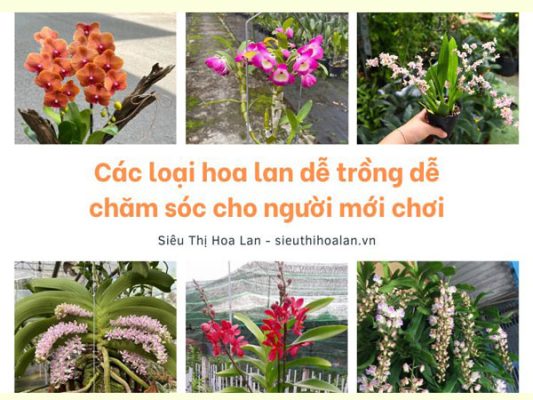 Các loại hoa lan dễ trồng dễ chăm sóc cho người mới chơi Tổng hợp các loại lan dễ trồng cho người mới choi