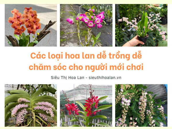 Tổng hợp các loại lan dễ trồng cho người mới choi