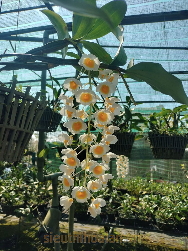 Các loại hoa lan dễ trồng dễ chăm sóc cho người mới chơi Cách lựa chọn các loại hoa lan dễ trồng cho người mới