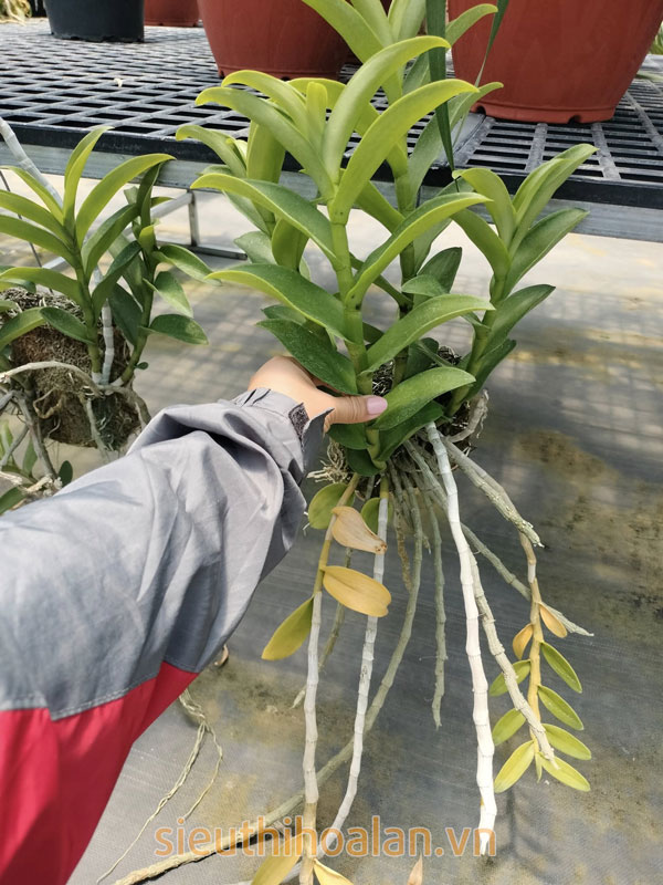 Các loại hoa lan dễ trồng dễ chăm sóc cho người mới chơi Nên lựa chọn những cây lan to khỏe mạnh