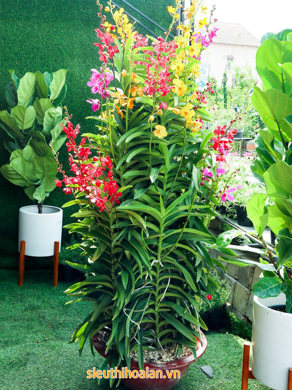 Các loại hoa lan dễ trồng dễ chăm sóc cho người mới chơi Lan mokara ghép gốc trang trí sân vườn