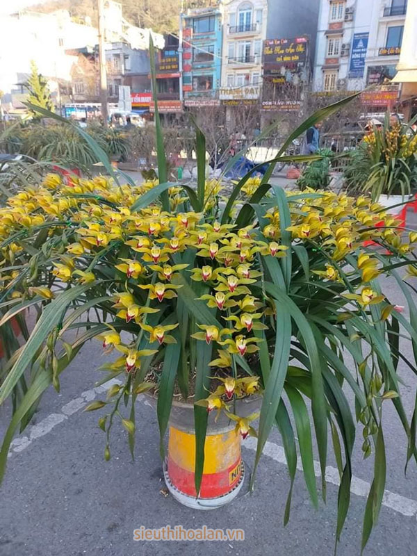 Các loại hoa lan dễ trồng dễ chăm sóc cho người mới chơi Địa lan trần mộng cũng tương đối dễ trồng và dễ chăm sóc