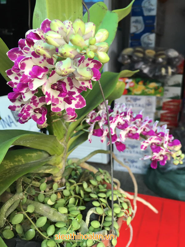 Các loại hoa lan dễ trồng dễ chăm sóc cho người mới chơi Hoa lan ngọc điểm phù hợp với những người mới tập tành chơi lan
