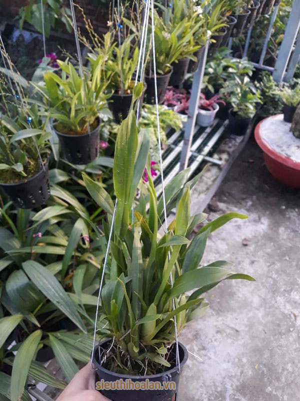 Các loại hoa lan dễ trồng dễ chăm sóc cho người mới chơi Hoa lan vũ nữ trồng chậu treo