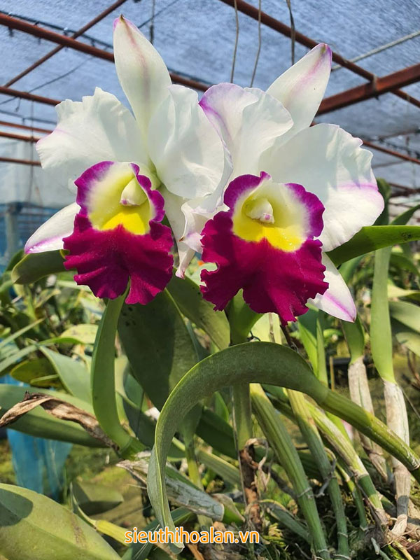 Các loại hoa lan dễ trồng dễ chăm sóc cho người mới chơi Lan Catleya cho hoa có kích thước lớn dễ trồng