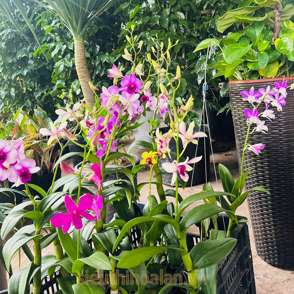 Các loại hoa lan dễ trồng dễ chăm sóc cho người mới chơi Hoa lan dendro được nhiều người yêu thích vì dễ trồng, dễ chăm, ra hoa đẹp