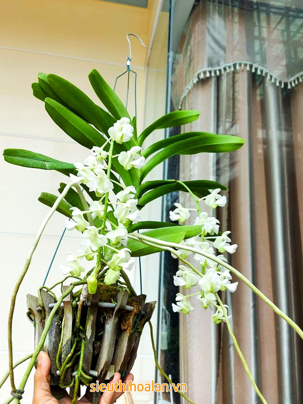 Các loại hoa lan dễ trồng dễ chăm sóc cho người mới chơi Lan tam bảo sắc trồng chậu treo phù hợp với những người mới chơi lan