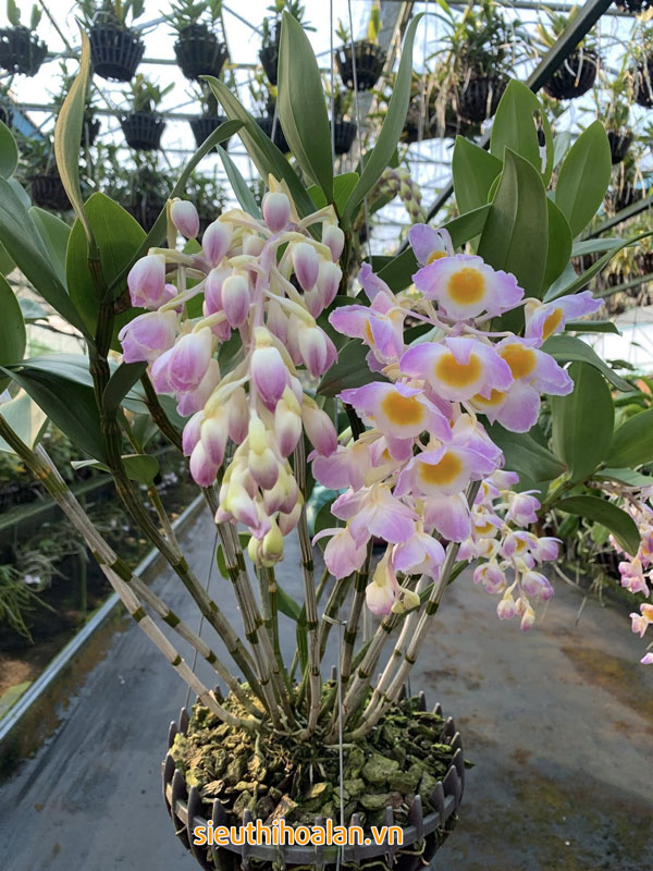 Các loại hoa lan dễ trồng dễ chăm sóc cho người mới chơi Những lưu ý khi chăm sóc các loài hoa lan dễ trồng