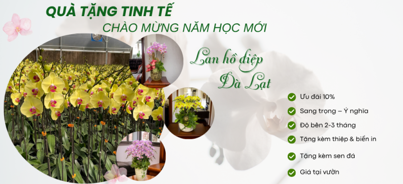 sieu thi hoa lan ho diep