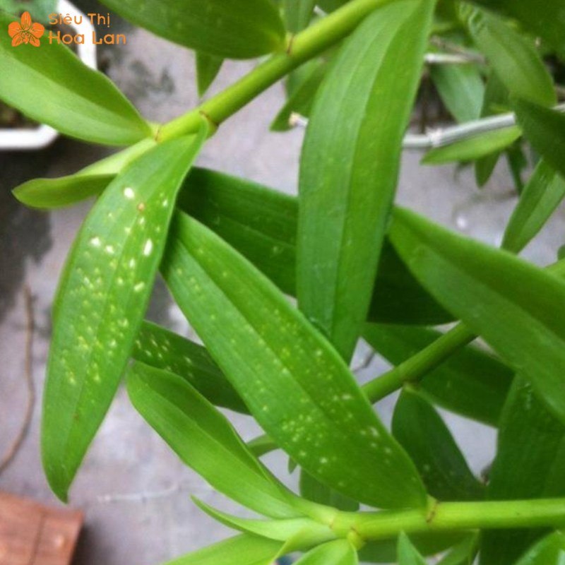 Dấu Hiệu Cho Thấy Cây Lan Hồ Điệp Yếu, Nguyên Nhân Và Cách Phục Hồi hồ điệp thừa/thiếu chất dinh dưỡng