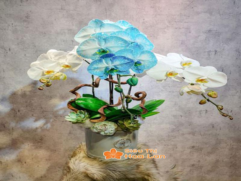 Phân Loại Các Loại Lan Hồ Điệp Phổ Biến Và Cách Chăm Sóc Cây Tươi Tốt Lan hồ điệp hiếm màu cam, xanh dương