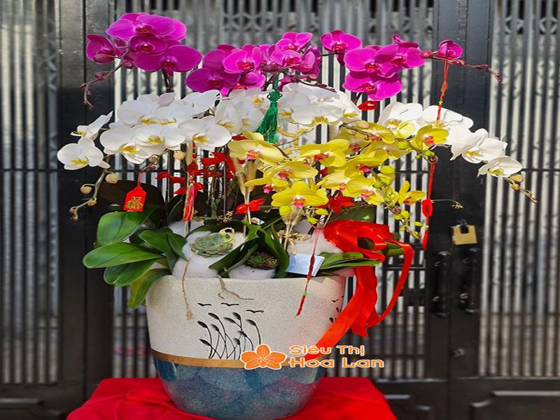 Phân Loại Các Loại Lan Hồ Điệp Phổ Biến Và Cách Chăm Sóc Cây Tươi Tốt Chậu hoa lan hồ điệp đẹp