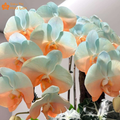 Dấu Hiệu Cho Thấy Cây Lan Hồ Điệp Yếu, Nguyên Nhân Và Cách Phục Hồi chăm sóc hồ điệp héo hoa