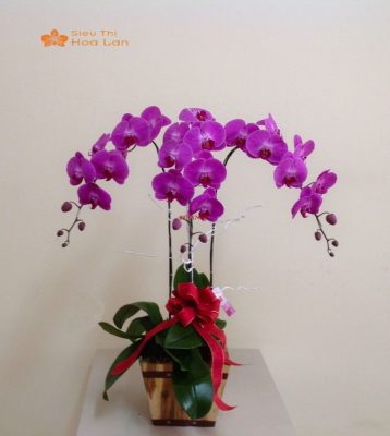 Hướng Dẫn Cắm Lan Hồ Điệp Trang Trí Phòng Khách Tinh Tế Và Sang Trọng Cắm lan hồ điệp 3 cây