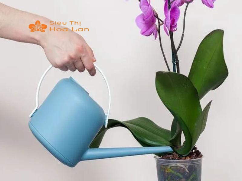 Phân Loại Các Loại Lan Hồ Điệp Phổ Biến Và Cách Chăm Sóc Cây Tươi Tốt Chăm sóc lan hồ điệp: ánh sáng, nước