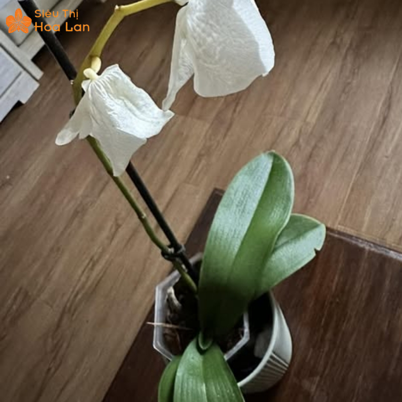 Dấu Hiệu Cho Thấy Cây Lan Hồ Điệp Yếu, Nguyên Nhân Và Cách Phục Hồi hoa hồ điệp héo hoa
