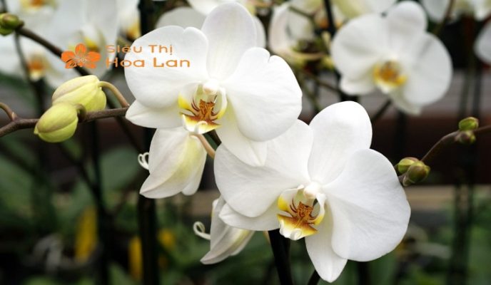 Các Mẫu Cây Hoa Lan Trắng Sang Trọng, Ý Nghĩa Và Cách Chăm Sóc Tại Nhà cách trồng cây hoa lan trắng