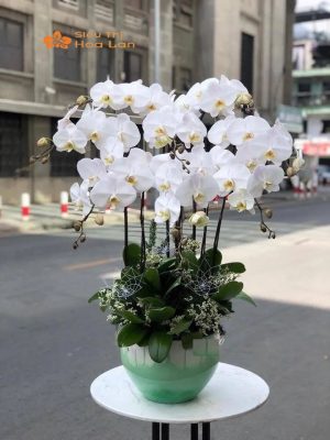 Hướng Dẫn Cắm Lan Hồ Điệp Trang Trí Phòng Khách Tinh Tế Và Sang Trọng Cắm lan hồ điệp 1 tầng