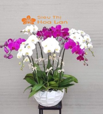 Hướng Dẫn Cắm Lan Hồ Điệp Trang Trí Phòng Khách Tinh Tế Và Sang Trọng Cắm lan hồ điệp 10 cành