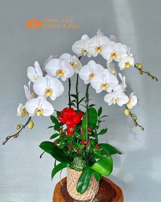 Hướng Dẫn Cắm Lan Hồ Điệp Trang Trí Phòng Khách Tinh Tế Và Sang Trọng Kiểu cắm lan hồ điệp