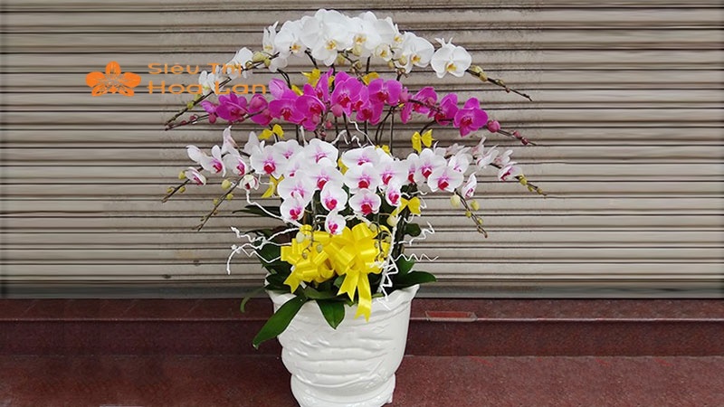Hướng Dẫn Cắm Lan Hồ Điệp Trang Trí Phòng Khách Tinh Tế Và Sang Trọng Cắm lan hồ điệp 3 tầng