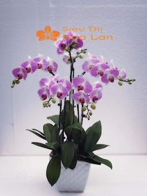 Hướng Dẫn Cắm Lan Hồ Điệp Trang Trí Phòng Khách Tinh Tế Và Sang Trọng Cắm lan hồ điệp 5 cây